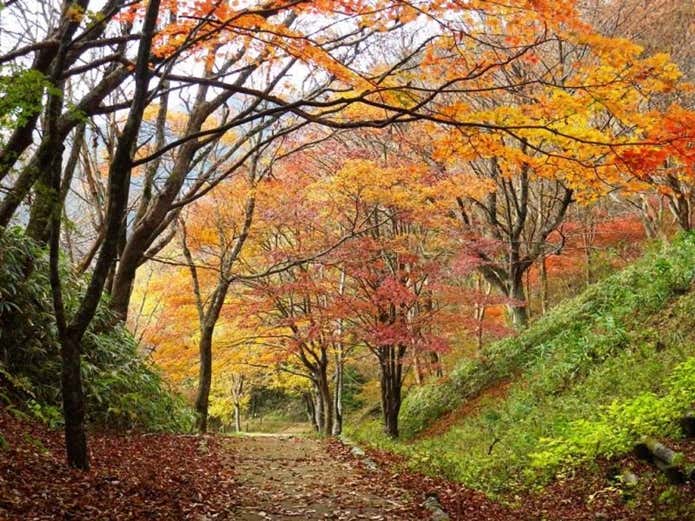 紅葉ロード