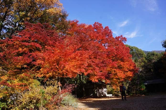 紅葉期の金剛山