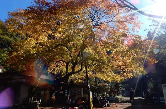 金剛山の紅葉