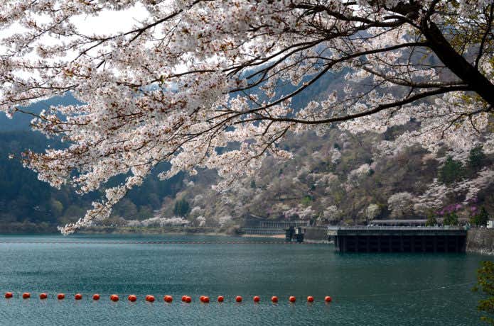 奥多摩湖畔の桜