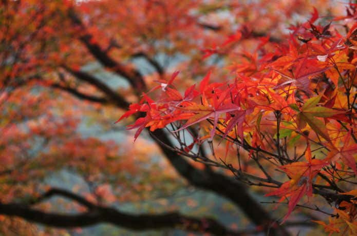 吉野山