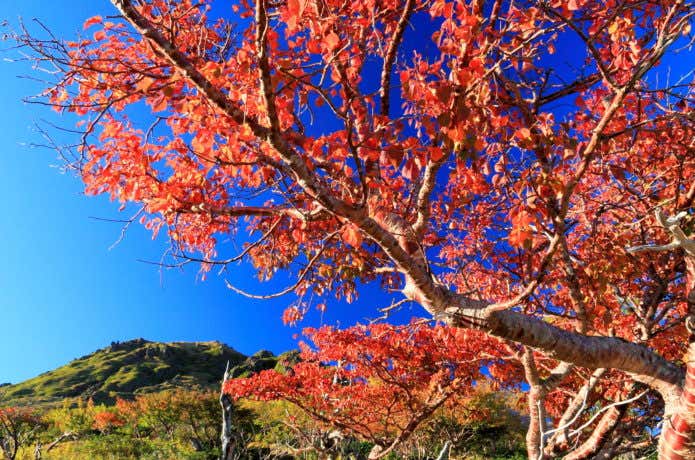紅葉と日光白根山