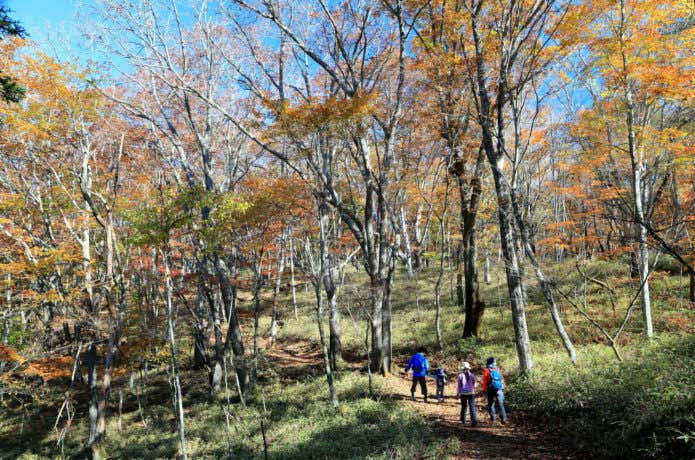 紅葉の樹林帯の中のコース
