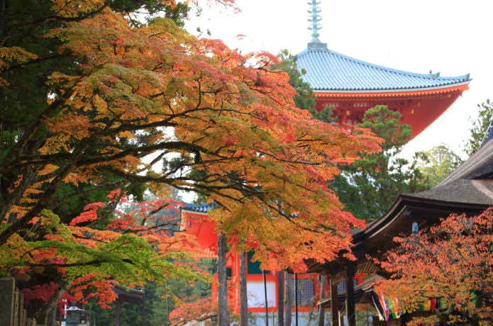 高野山の紅葉