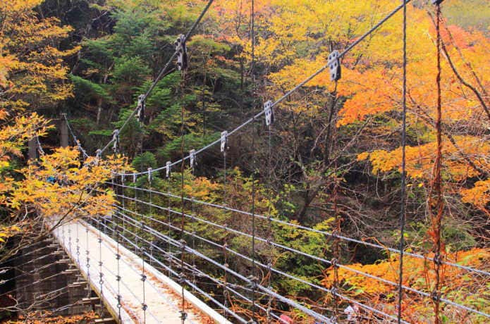 吊橋の紅葉