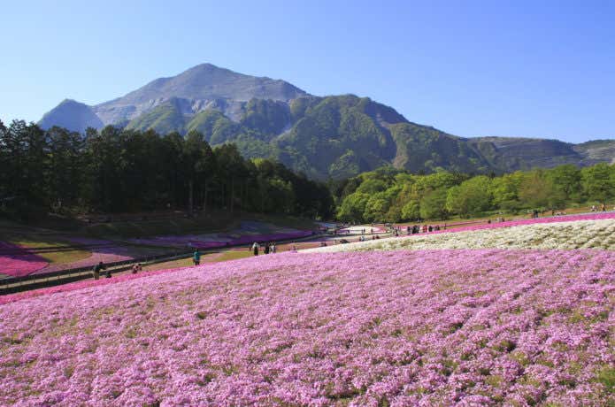 武甲山と芝桜畑