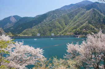 奥多摩　桜スポット
