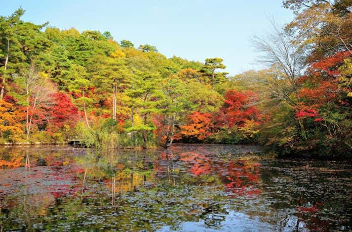 六甲高山植物園の紅葉