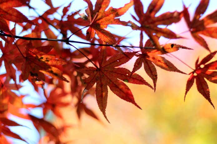 モミジの紅葉