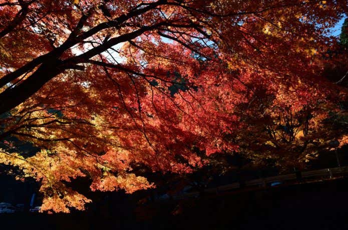 高住神社 紅葉