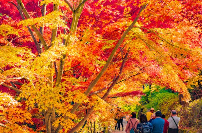 桜の名所は紅葉もすごい！吉野山の絶景スポットと観光・アクセス情報 