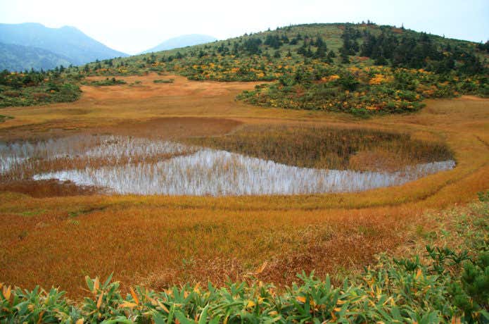 八甲田山 紅葉 田茂萢湿原