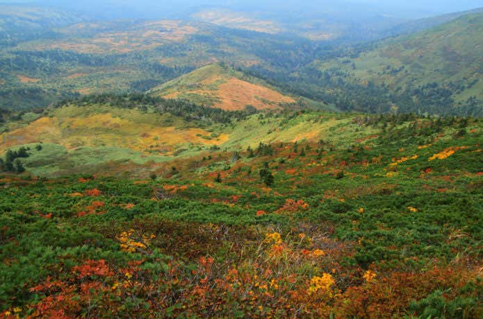 八甲田山 紅葉 コントラスト
