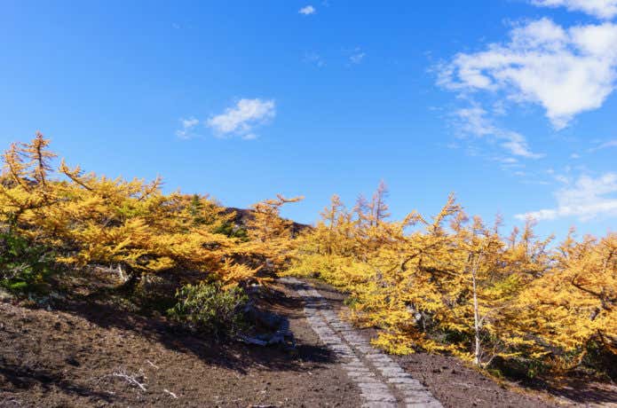 これぞ日本の秋】富士山と紅葉を一緒に楽しめるスポットはどこ