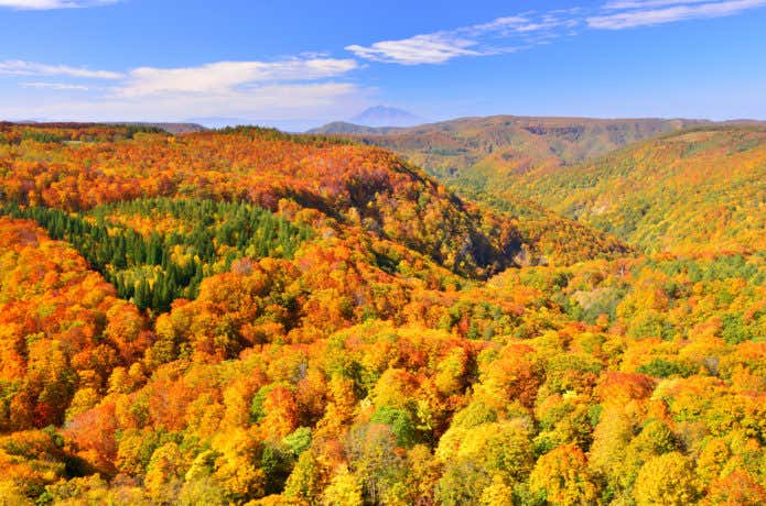 八甲田山 紅葉の絨毯
