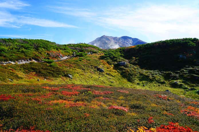 大雪山旭岳の紅葉