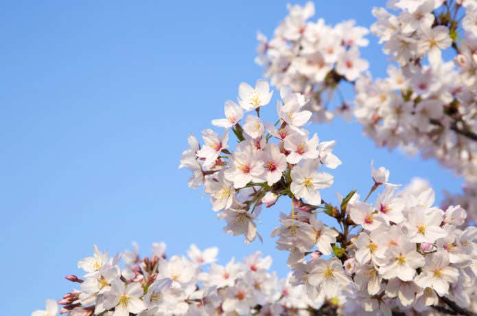 桜