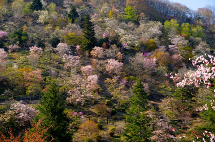 奥多摩湖山肌の桜
