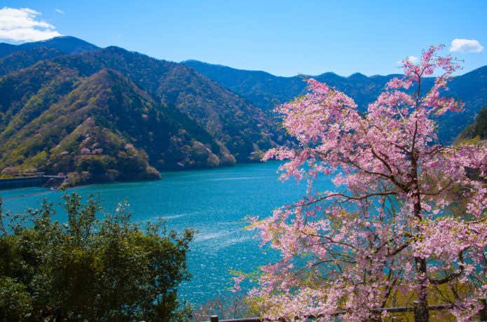 奥多摩湖 桜