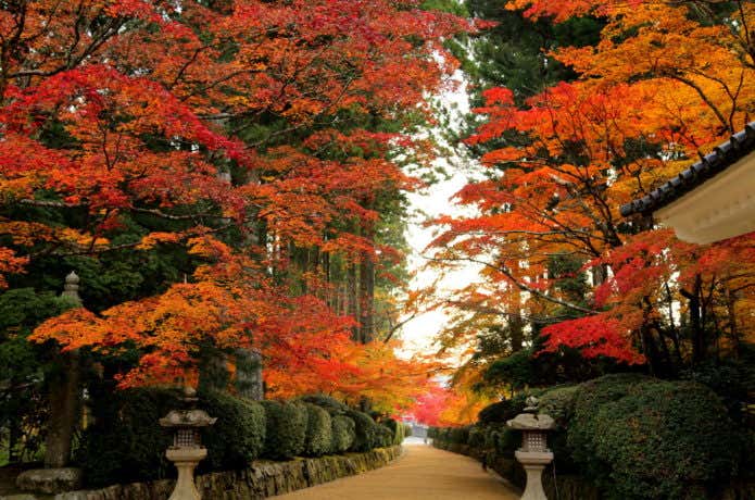 高野山の紅葉