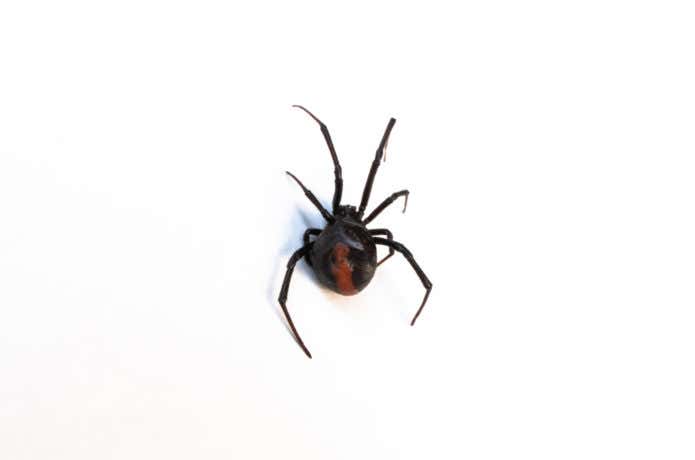セアカゴケグモ