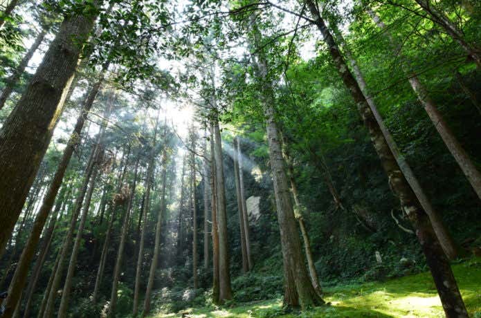 樹林帯