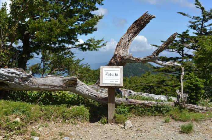 刀掛の松