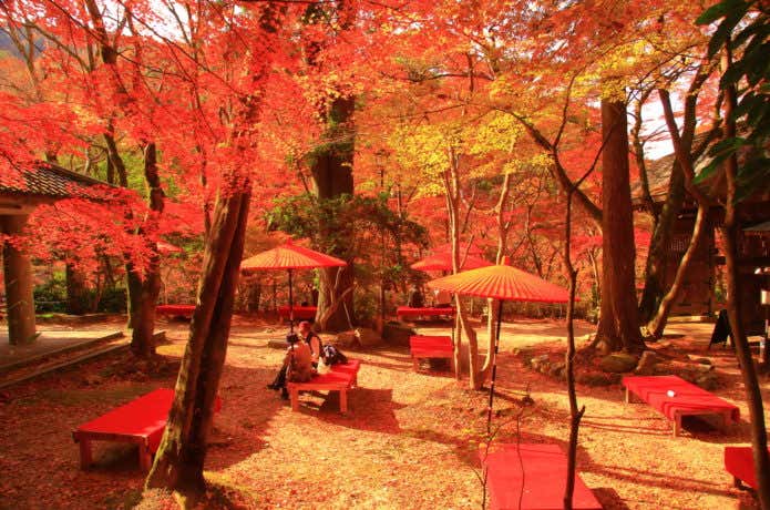 瑞宝寺公園の紅葉