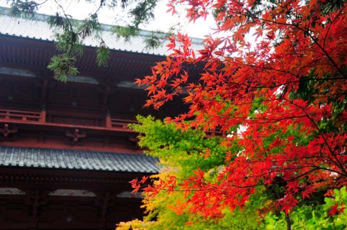 紅葉期の金剛峯寺