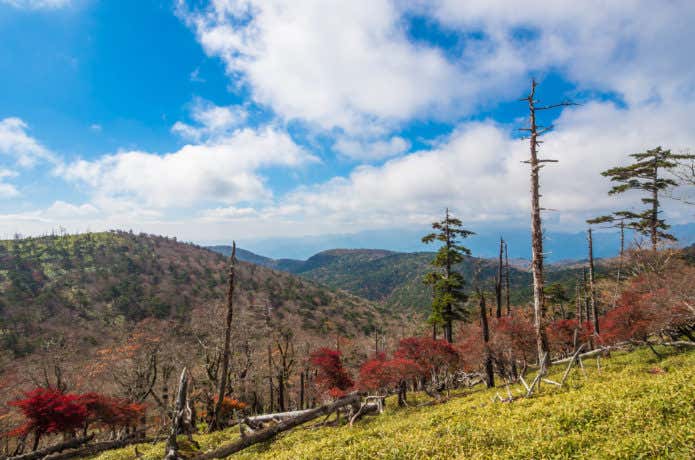 大台ケ原山の立ち枯れトウヒ