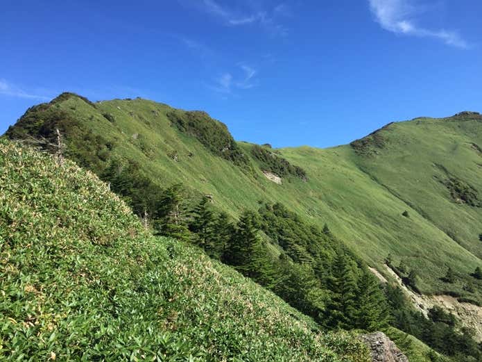 笹ヶ峰 笹原