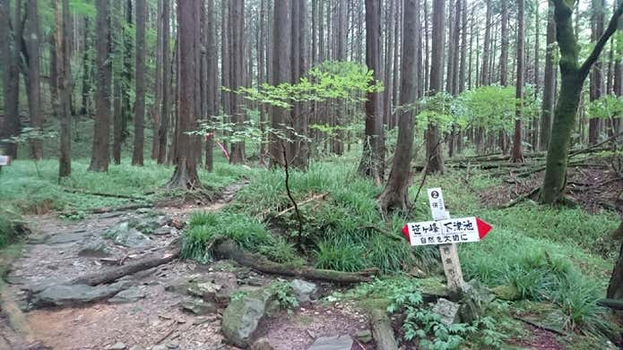 笹ヶ峰 樹林帯
