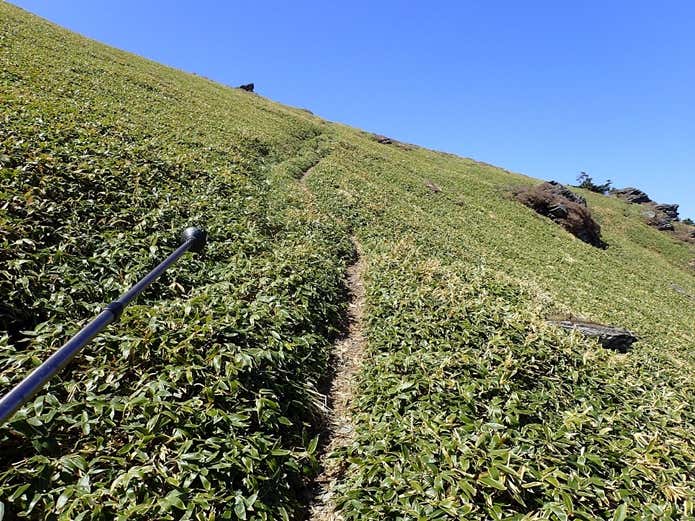 笹ヶ峰 登山道の笹原