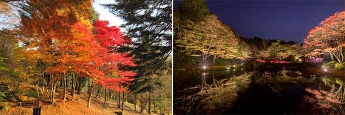 六甲高山植物園の紅葉