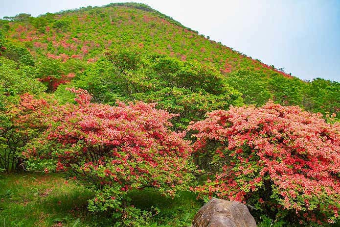 恵山つつじ公園