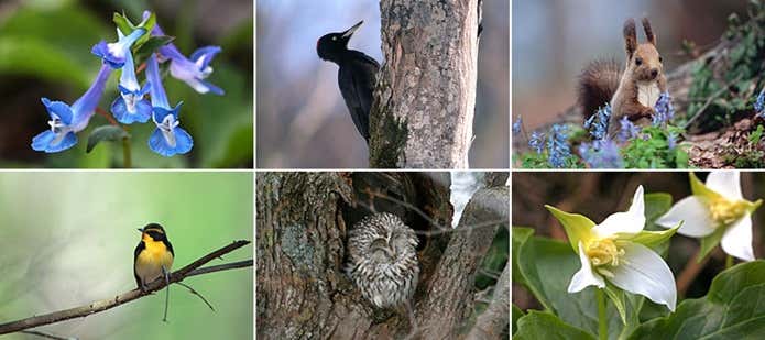 藻岩山に生息する動物や植物
