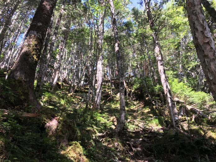 笊ヶ岳 老平 登山道