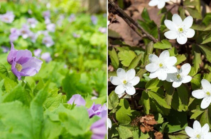 黄金山の花
