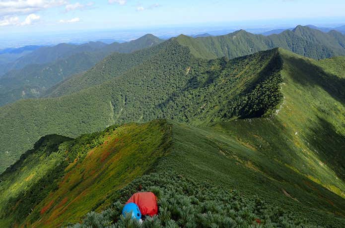 ペテガリ岳山頂直下のハイマツ