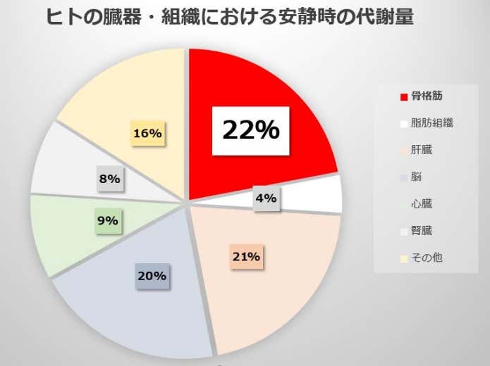 ヒトの臓器・組織における安静時の代謝量