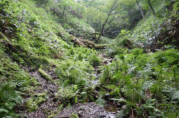 ニシュオマナイ川の渡渉　沢沿いの道