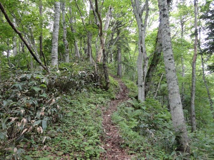 夕張岳　登山道