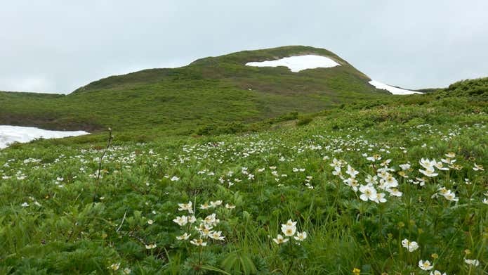 お花畑と焼石岳