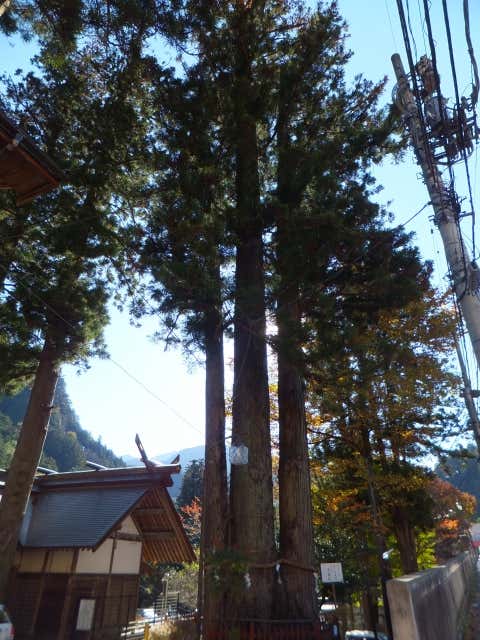 3本杉　氷川三本杉