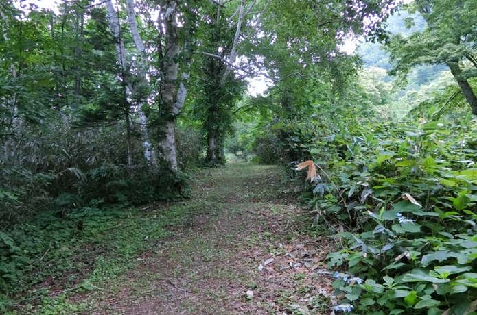 登山道 樹林帯