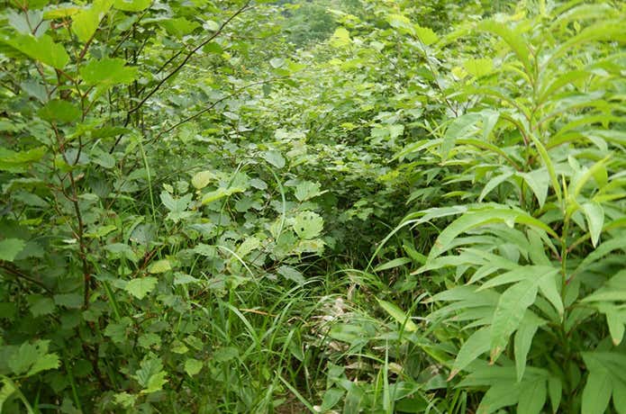 ペテガリ岳の不明瞭な登山道
