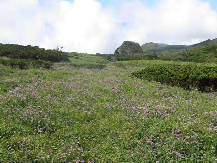 夕張岳のお花畑