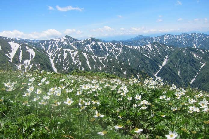 朳差岳 お花畑