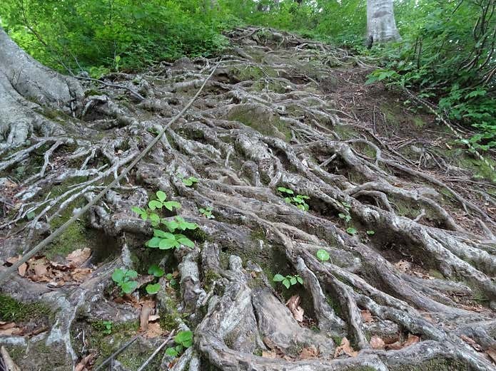 朳差岳 松の根の登山道
