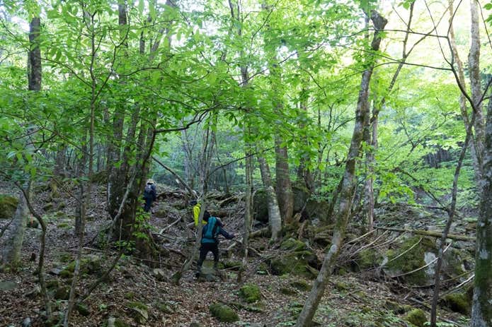 登山道の様子